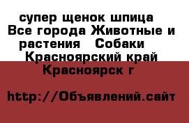 супер щенок шпица - Все города Животные и растения » Собаки   . Красноярский край,Красноярск г.